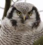 Northern Hawk-owl, Denmark 10th of December 2016 Photo: Carsten Holm Petersen