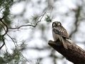 Northern Hawk-owl, Denmark 15th of December 2016 Photo: Niels Jørgen Hamann Andersen