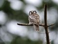 Northern Hawk-owl, Denmark 15th of December 2016 Photo: Niels Jørgen Hamann Andersen