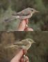 Eurasian Reed Warbler, Comparison of Eastern Olivaceous Warbler (top) and Caspian Reed Warbler (bottom) , Israel 23rd of March 2016 Photo: Anders Odd Wulff Nielsen