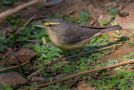 Sulphur-bellied Warbler, India 7th of February 2016 Photo: Henrik Friis