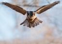 Northern Hawk-owl, Mussende Høgeugle, Denmark 2nd of January 2017 Photo: Johnny Salomonsson