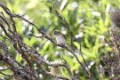 Red-eyed Vireo, Azores 24th of October 2016 Photo: Peter Stronach