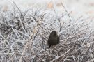 Common Blackbird, Denmark 17th of December 2016 Photo: Carl Bohn