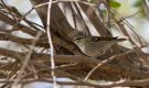 Hume's Leaf Warbler, Kuwait 6th of January 2017 Photo: Anders Odd Wulff Nielsen