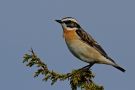 Whinchat, Han, Sweden 29th of May 2016 Photo: Gisela Nagel