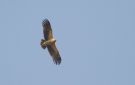 Greater Spotted Eagle, 1cy 'fulvescens', Kuwait 1st of January 2017 Photo: Anders Odd Wulff Nielsen