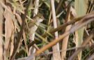 Clamorous Reed Warbler, Kuwait 1st of January 2017 Photo: Anders Odd Wulff Nielsen