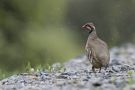 Red-legged Partridge, Spain 20th of April 2016 Photo: Per Boye Svensson