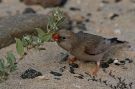 Trumpeter Finch, Spain 14th of February 2016 Photo: Gisela Nagel