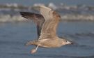 Herring Gull x Glaucous Gull, 2cy 'Viking Gull', Netherlands 26th of January 2017 Photo: Joachim Bertrands