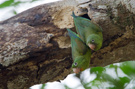 Brotogeris jugularis Orange-chinned Parakeet Toviparakit, Colombia 14th of April 2016 Photo: Simon Rosenkilde Waagner