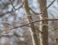 Brown Shrike, Netherlands 21st of February 2017 Photo: Joachim Bertrands
