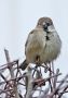 House Sparrow, Finland 18th of February 2017 Photo: Henry Lehto