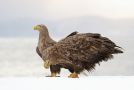 White-tailed Eagle, Japan 25th of January 2017 Photo: Erik Biering