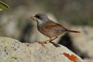 Spectacled Warbler, Spain 15th of February 2016 Photo: Gisela Nagel