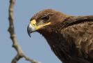 Steppe Eagle, India 2nd of February 2017 Photo: Paul Patrick Cullen