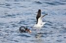 Great Black-backed Gull, Som brødre vi deler., Faeroes Islands 28th of February 2017 Photo: Rodmund á Kelduni