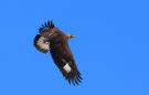 Golden Eagle, En speciel oplevelse i Kohaven, Denmark 10th of March 2017 Photo: Axel Mortensen