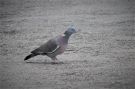Common Wood Pigeon, India 11th of November 2016 Photo: Paul Patrick Cullen