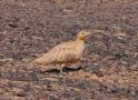 Spotted Sandgrouse, han, Morocco 2nd of March 2017 Photo: Erling Krabbe