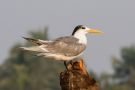 Greater Crested Tern, India 15th of January 2017 Photo: Carl Bohn