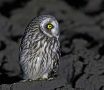 Short-eared Owl, Sweden 30th of March 2017 Photo: Ronny Hans Ingemar Svensson