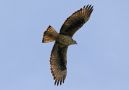 Bonelli's Eagle, Portugal 30th of March 2017 Photo: Erik Biering