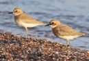 Greater Sand Plover, Israel 29th of March 2017 Photo: Klaus Malling Olsen