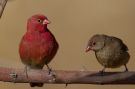 Red-billed Firefinch, Adult male (left) with adult female (right), Ethiopia 2nd of February 2017 Photo: Thomas Varto Nielsen