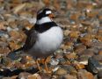 Common Ringed Plover, Denmark 22nd of March 2017 Photo: Anders Jensen