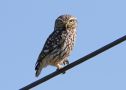 Little Owl, Portugal 29th of March 2017 Photo: Erik Biering