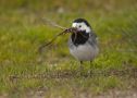White Wagtail, Han med redemateriale., Denmark 18th of April 2017 Photo: Kis Boel