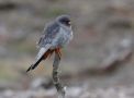 Red-footed Falcon, adult han, Denmark 16th of May 2017 Photo: Lars Paaby