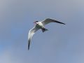 Caspian Tern, Denmark 30th of April 2017 Photo: Per Holmberg