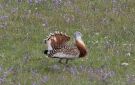 Great Bustard, Portugal 29th of March 2017 Photo: Erik Biering