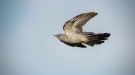 Common Cuckoo, Denmark 20th of May 2017 Photo: Henrik Pedersen