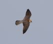 Red-footed Falcon, 2K hun, Denmark 23rd of May 2017 Photo: Erik Biering