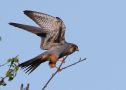 Red-footed Falcon, 2K han, Denmark 22nd of May 2017 Photo: Erik Biering