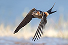 Red-rumped Swallow, Greece 22nd of May 2017 Photo: Simon Berg Pedersen