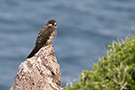 Eleonora's Falcon, Greece 19th of May 2017 Photo: Simon Berg Pedersen
