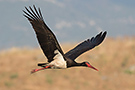Black Stork, Greece 18th of May 2017 Photo: Simon Berg Pedersen
