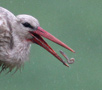 White Stork, Stork spiser regnorme i regnvejr, Denmark 2017 Photo: Hans Henrik Larsen