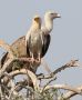 Egyptian Vulture, India 1st of February 2017 Photo: Paul Patrick Cullen