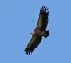 Griffon Vulture, Denmark 8th of July 2017 Photo: Carsten Holm Petersen