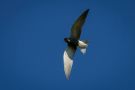Black Tern, Lithuania 19th of May 2017 Photo: Kis Boel