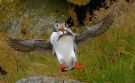 Atlantic Puffin, Norway 7th of July 2017 Photo: Anne Navntoft