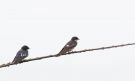 Pied-winged Swallow (Hirundo leucosoma), Ghana 16. juli 2017 Foto: Anders Odd Wulff Nielsen