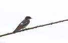 Pied-winged Swallow (Hirundo leucosoma), Ghana 16. juli 2017 Foto: Anders Odd Wulff Nielsen