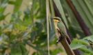 Little Bee-eater (Merops pusillus pusillus) juvenile, Ghana 16th of July 2017 Photo: Anders Odd Wulff Nielsen